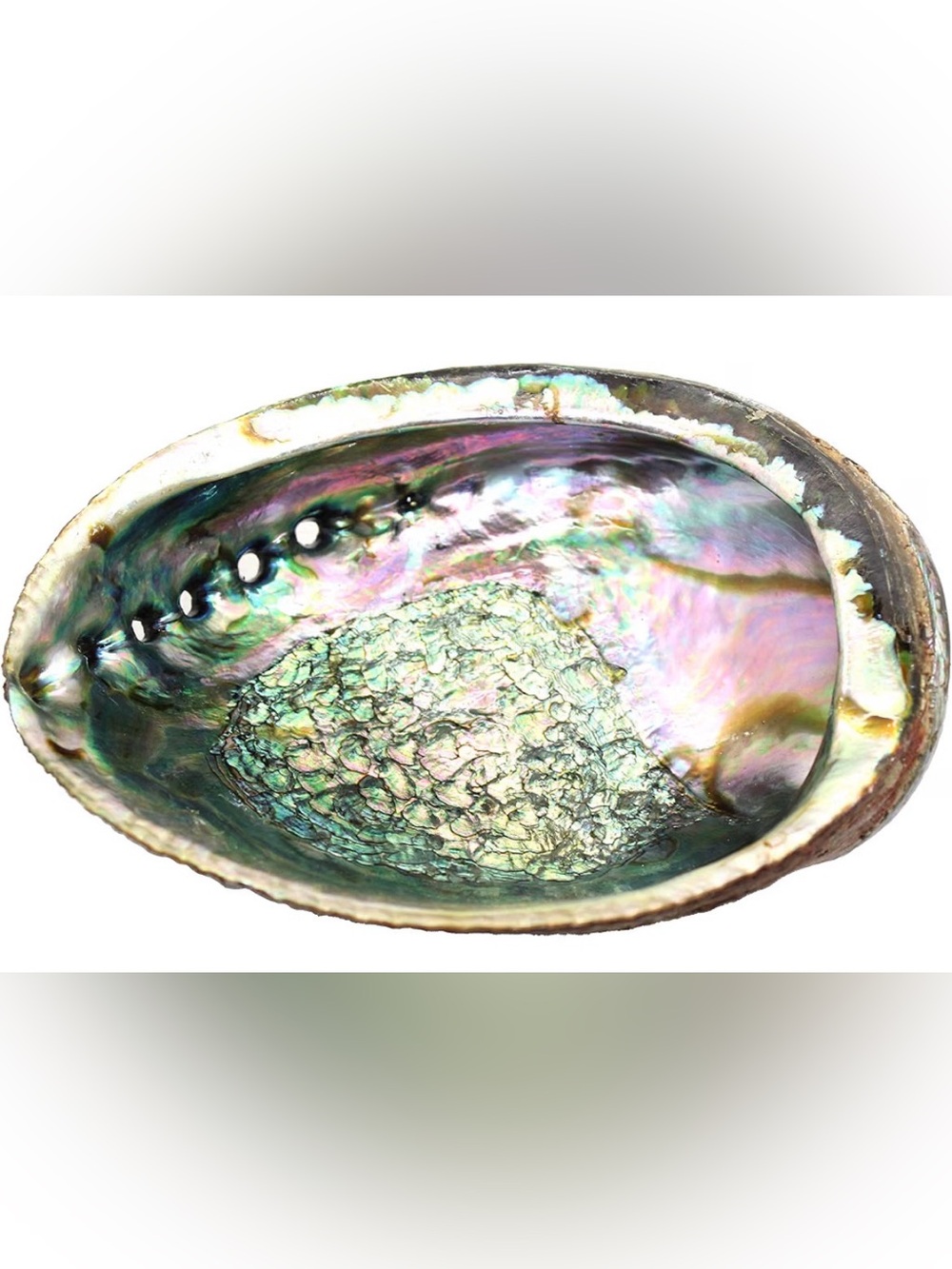 Iridescent Abalone Shell Bowl